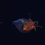 Giant Squid